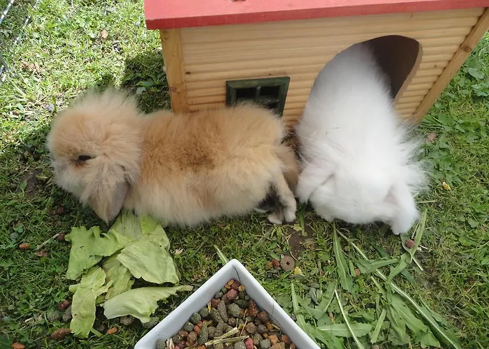 宾馆 Widauer 埃尔毛