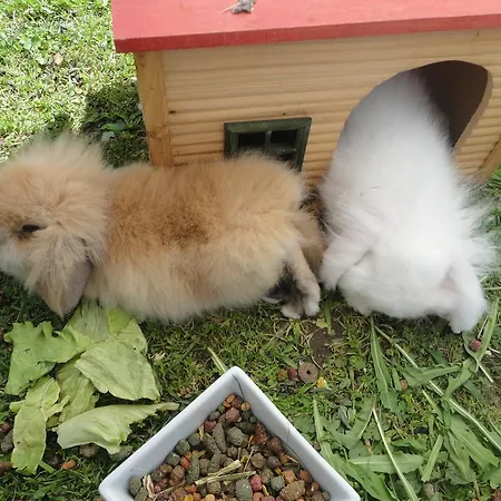 Мини-отель Widauer Элльмау